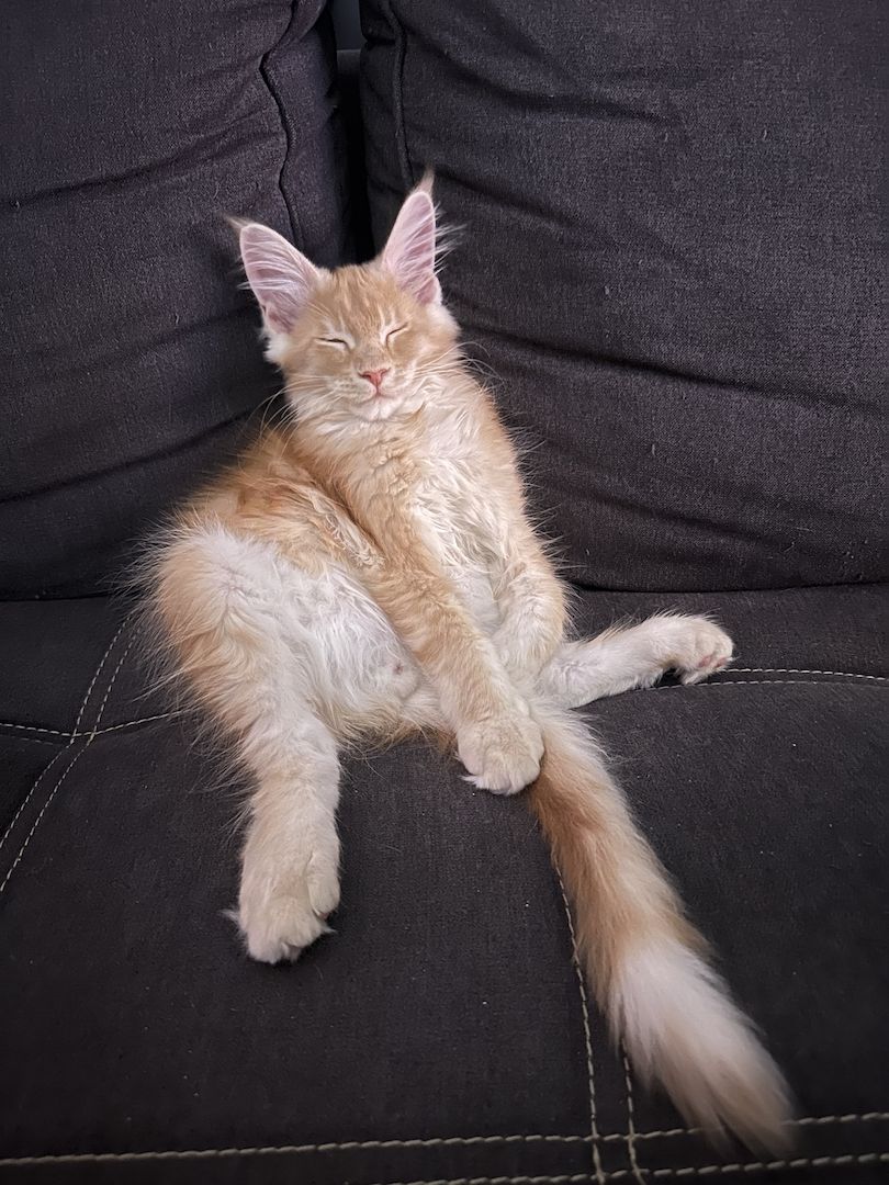 Bezaubernder Maine Coon Kater mit Stammbaum