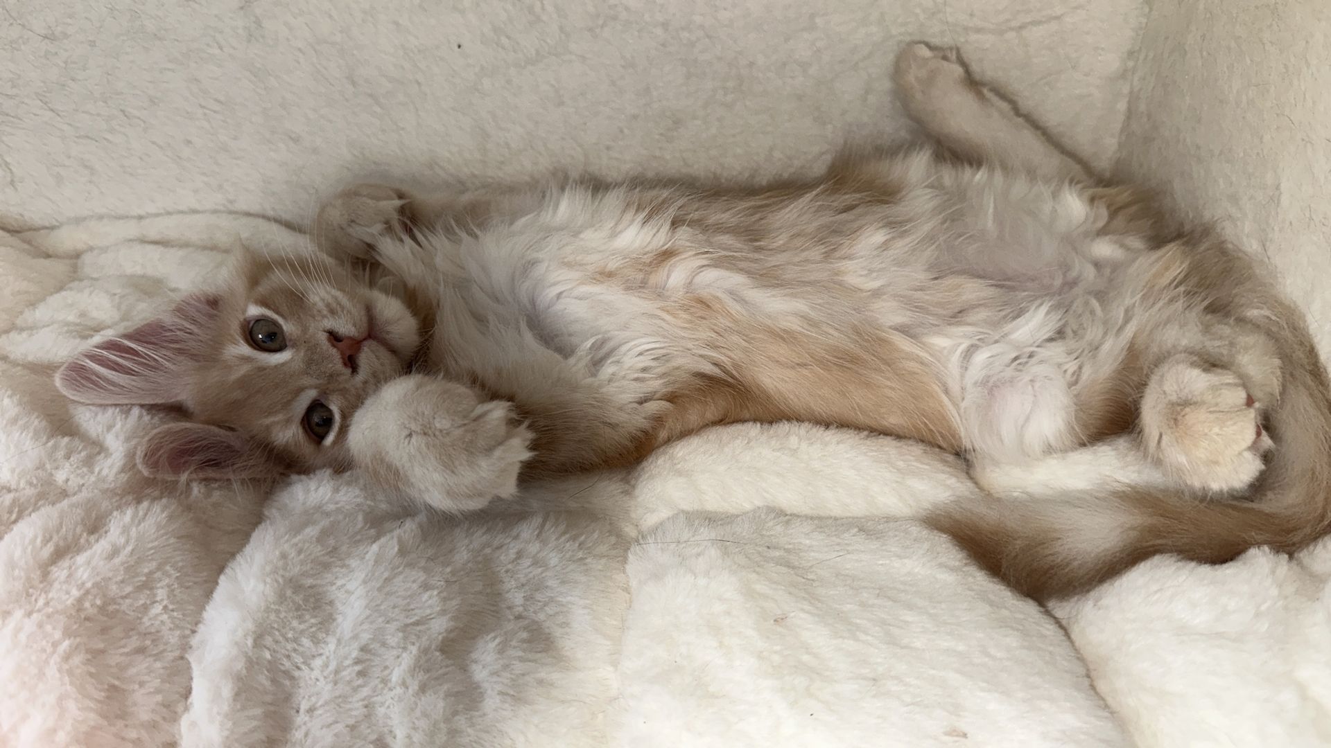 Bezaubernder Maine Coon Kater mit Stammbaum