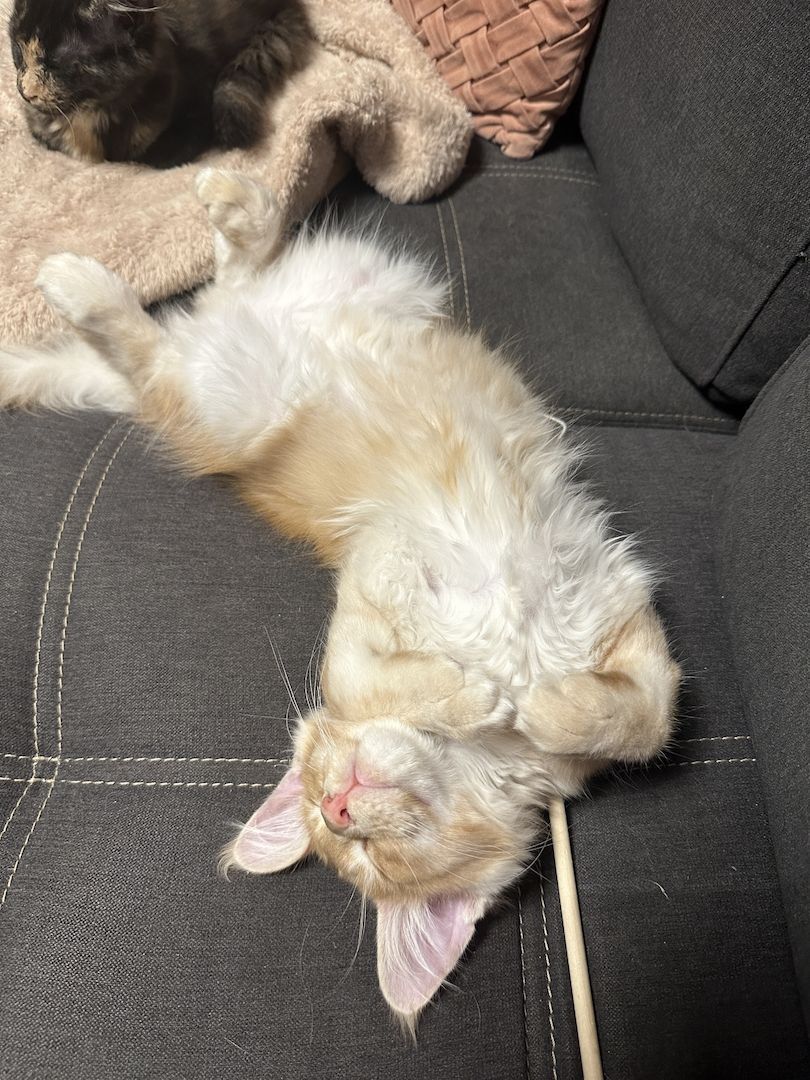 Bezaubernder Maine Coon Kater mit Stammbaum