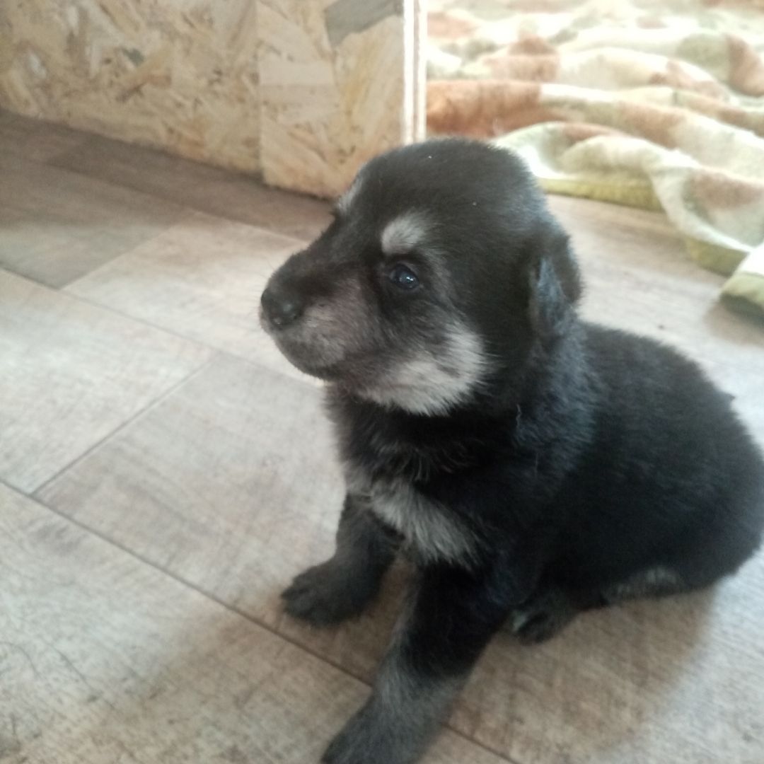 Schäferhund Welpen Ost Linie