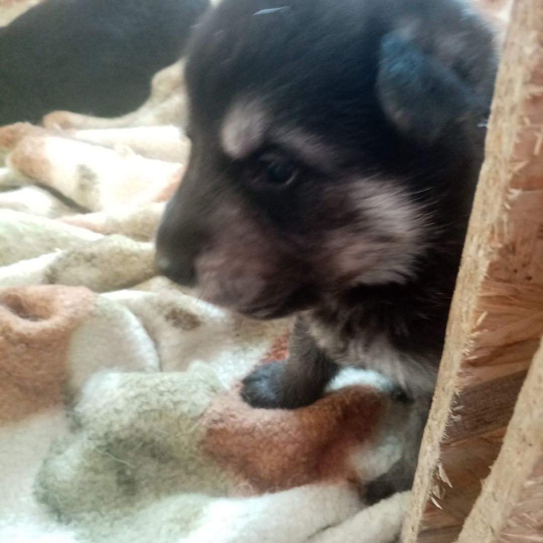 Schäferhund Welpen Ost Linie