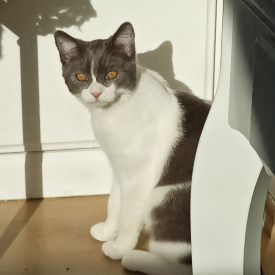 BKH-Burmilla mix Kater (kastriert) mit Zubehör sucht dringend neues zu Hause