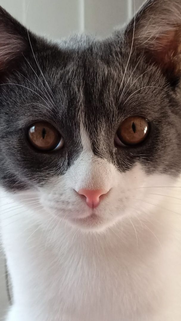 BKH-Burmilla mix Kater (kastriert) mit Zubehör sucht dringend neues zu Hause