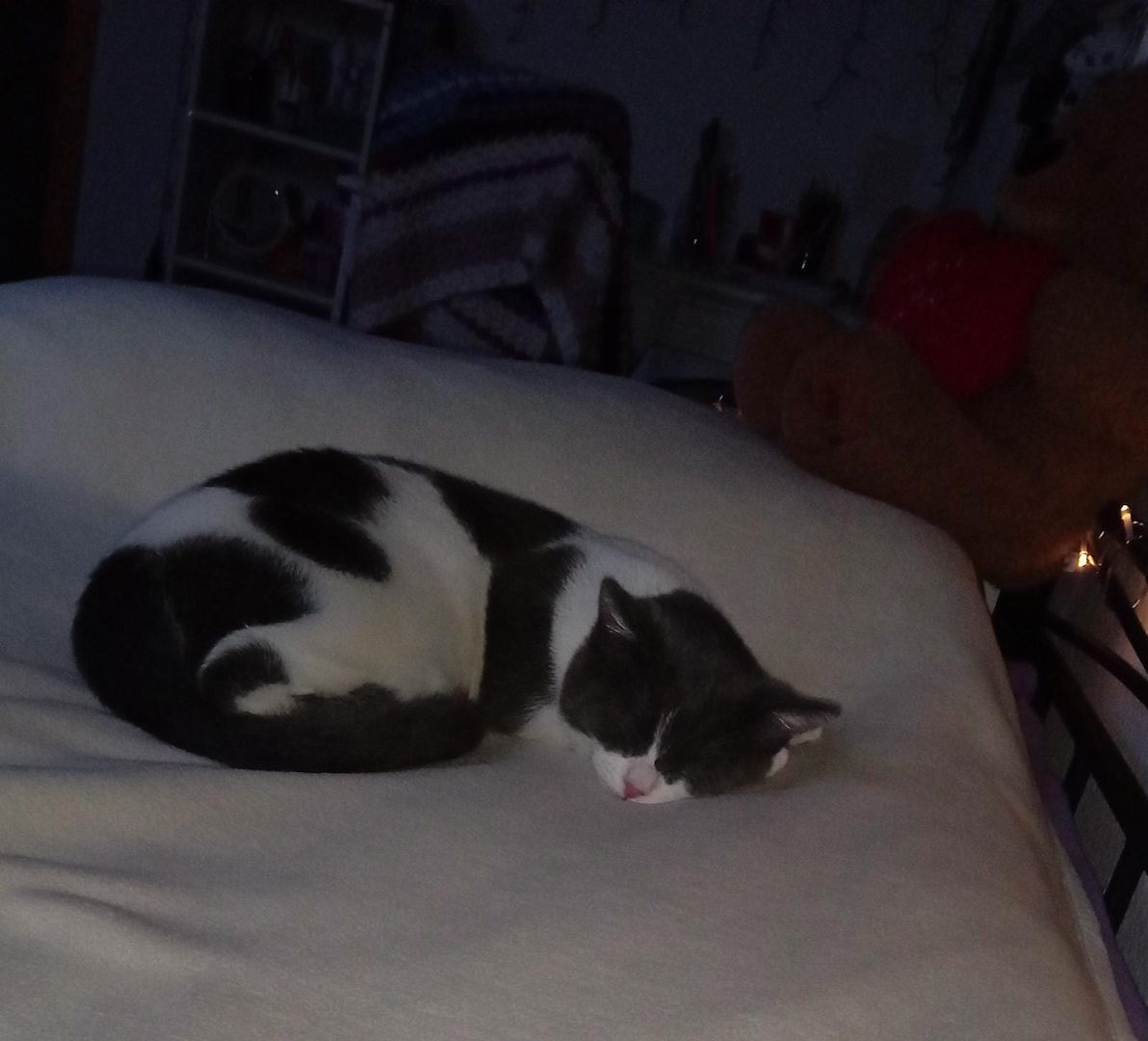 BKH-Burmilla mix Kater (kastriert) mit Zubehör sucht dringend neues zu Hause