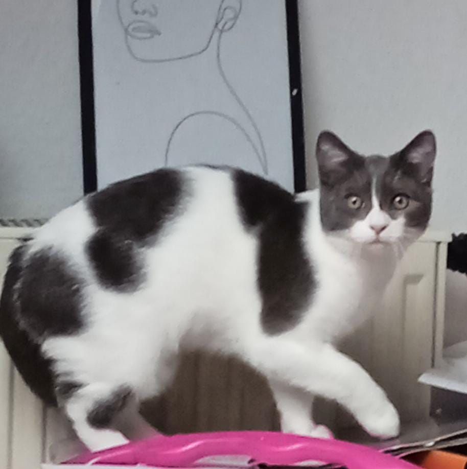 BKH-Burmilla mix Kater (kastriert) mit Zubehör sucht dringend neues zu Hause