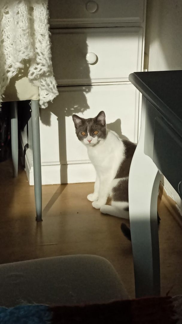 BKH-Burmilla mix Kater (kastriert) mit Zubehör sucht dringend neues zu Hause