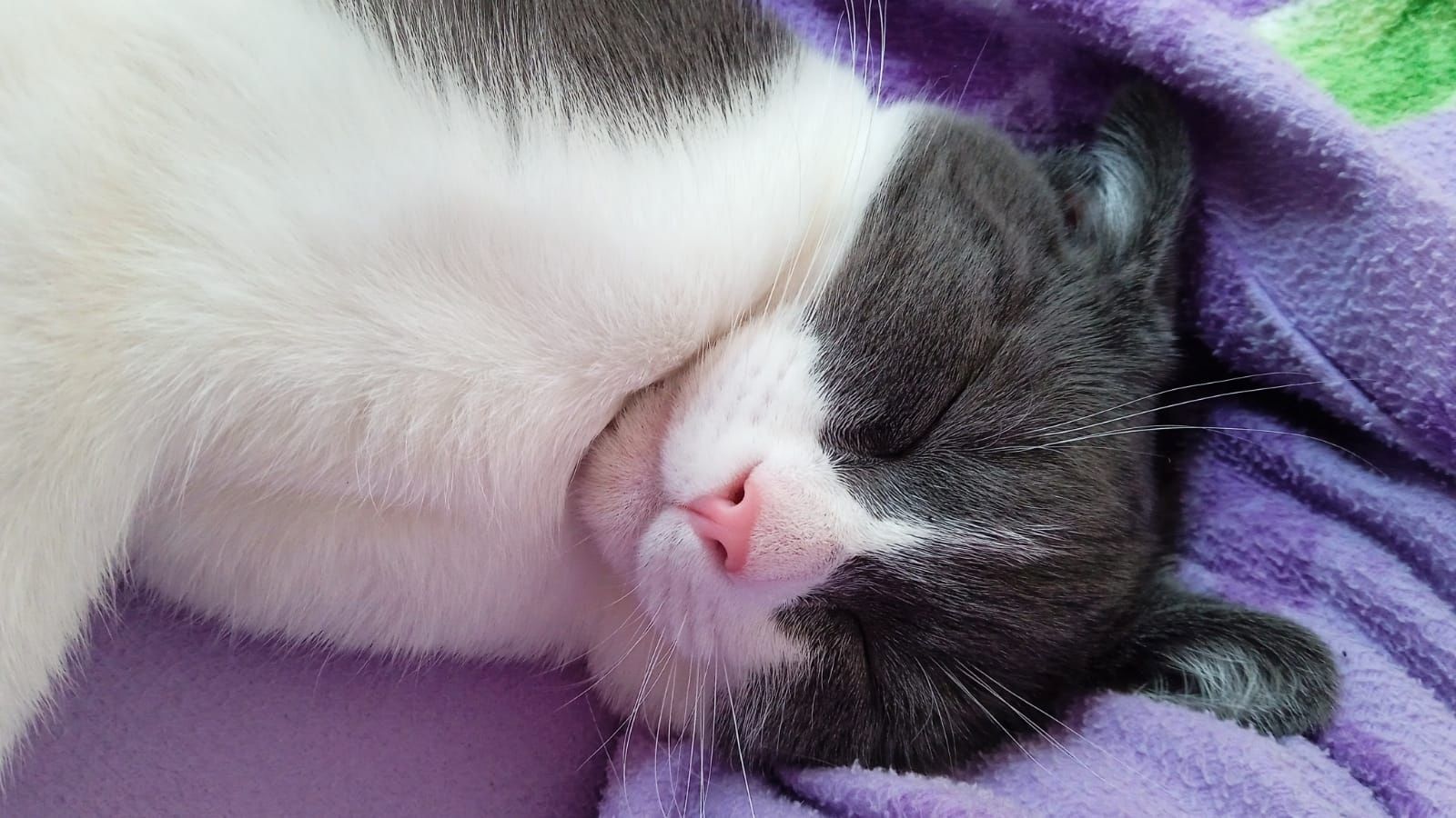 BKH-Burmilla mix Kater (kastriert) mit Zubehör sucht dringend neues zu Hause