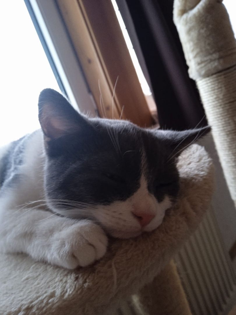 BKH-Burmilla mix Kater (kastriert) mit Zubehör sucht dringend neues zu Hause