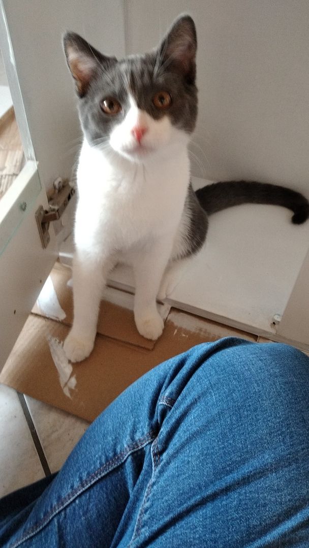 BKH-Burmilla mix Kater (kastriert) mit Zubehör sucht dringend neues zu Hause