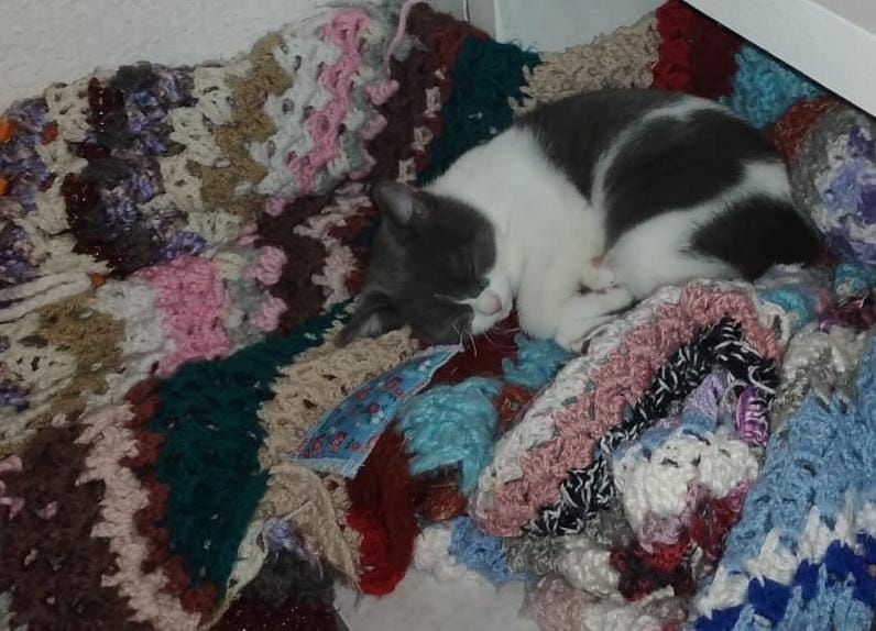 BKH-Burmilla mix Kater (kastriert) mit Zubehör sucht dringend neues zu Hause