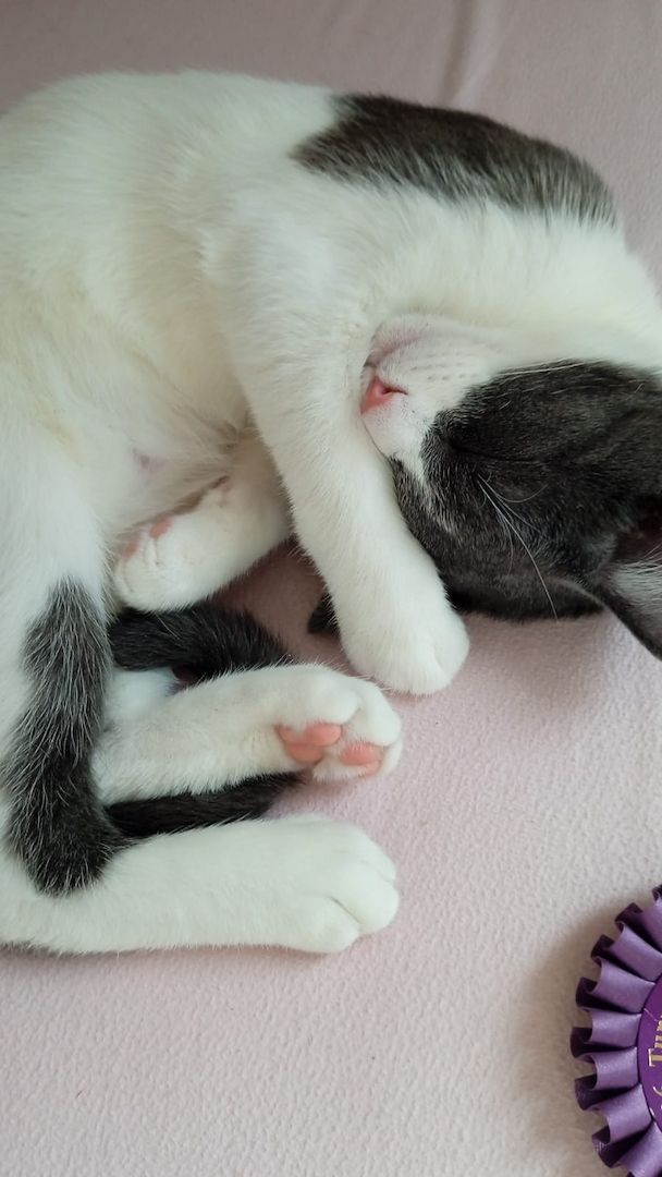 BKH-Burmilla mix Kater (kastriert) mit Zubehör sucht dringend neues zu Hause