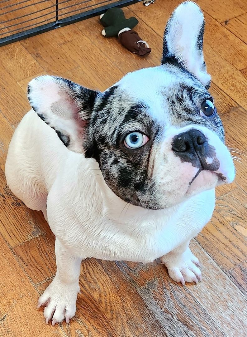 Französische Bulldogge 7 Monate alt