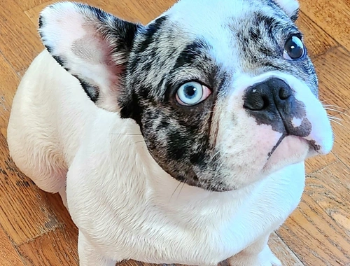 Französische Bulldogge 7 Monate alt