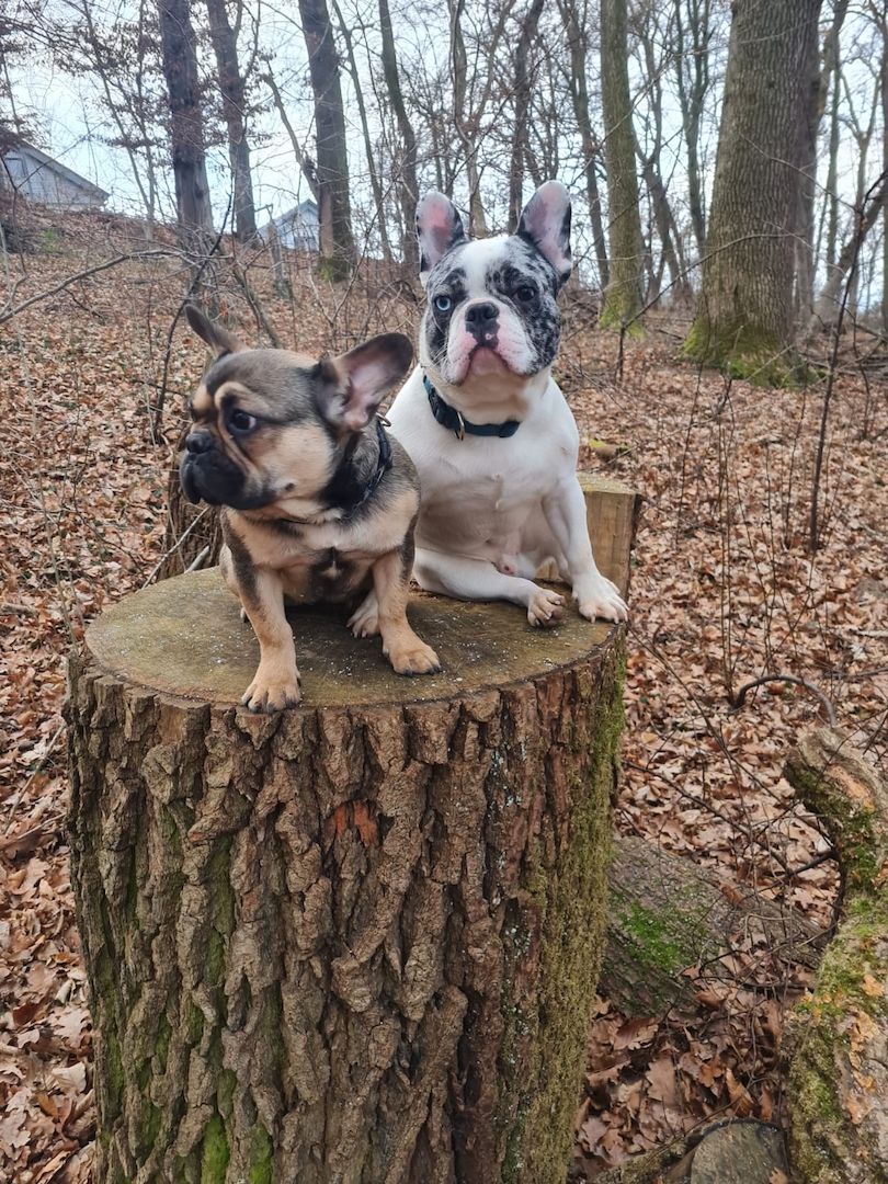 Französische Bulldogge 7 Monate alt