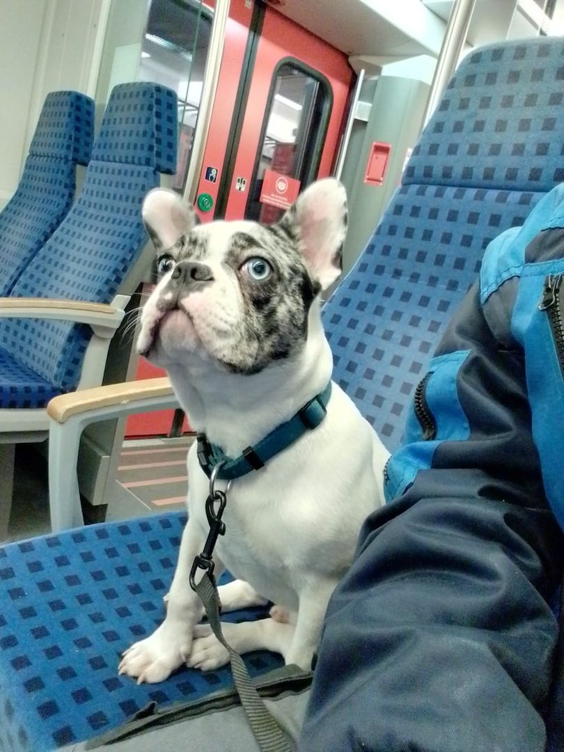 Französische Bulldogge 7 Monate alt