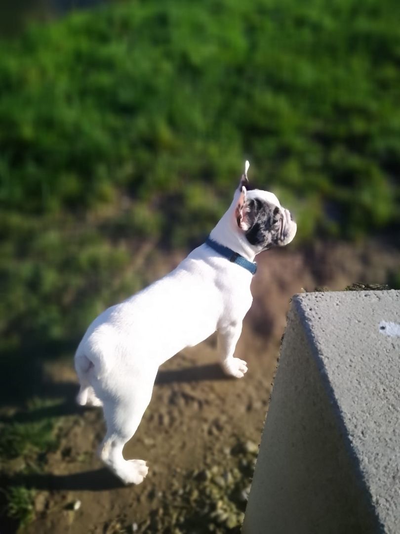 Französische Bulldogge 7 Monate alt