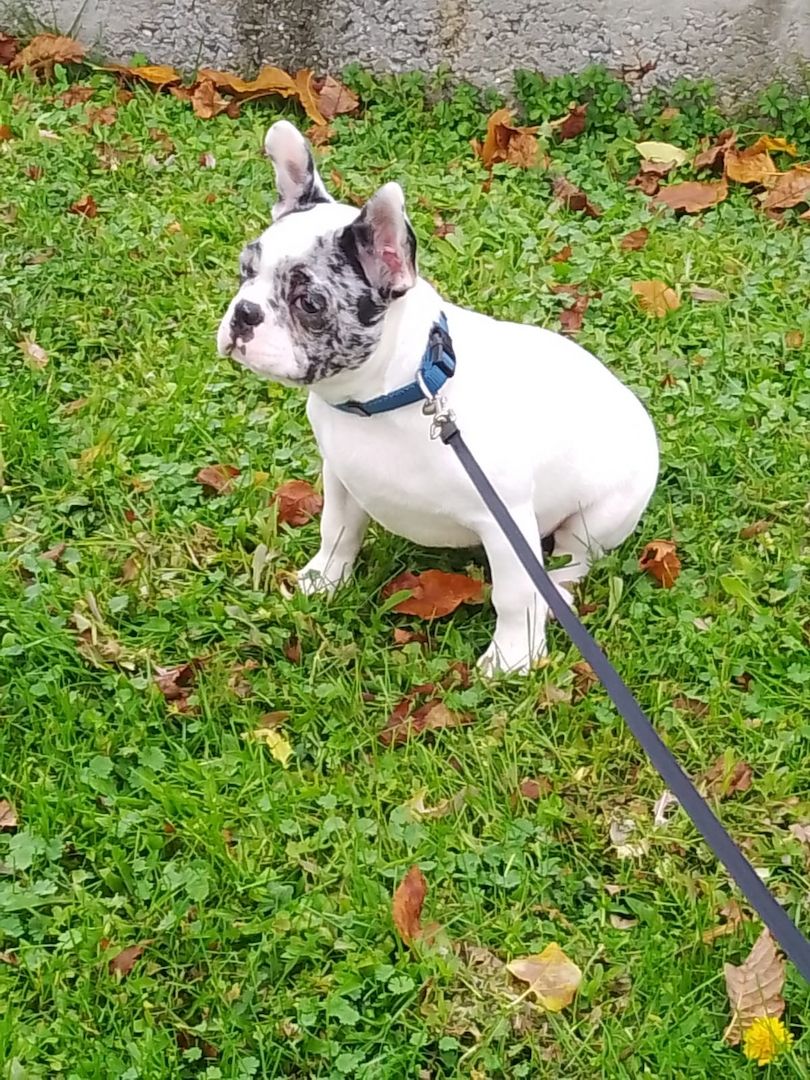 Französische Bulldogge 7 Monate alt