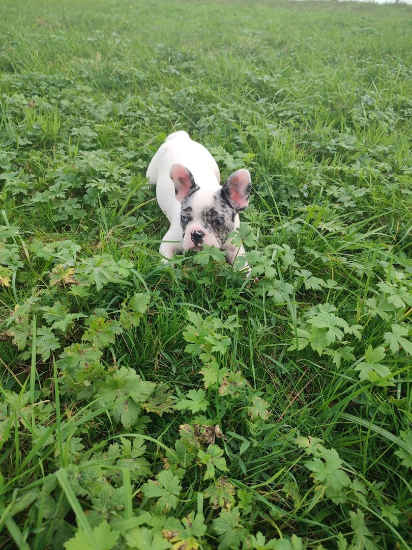 Französische Bulldogge 7 Monate alt