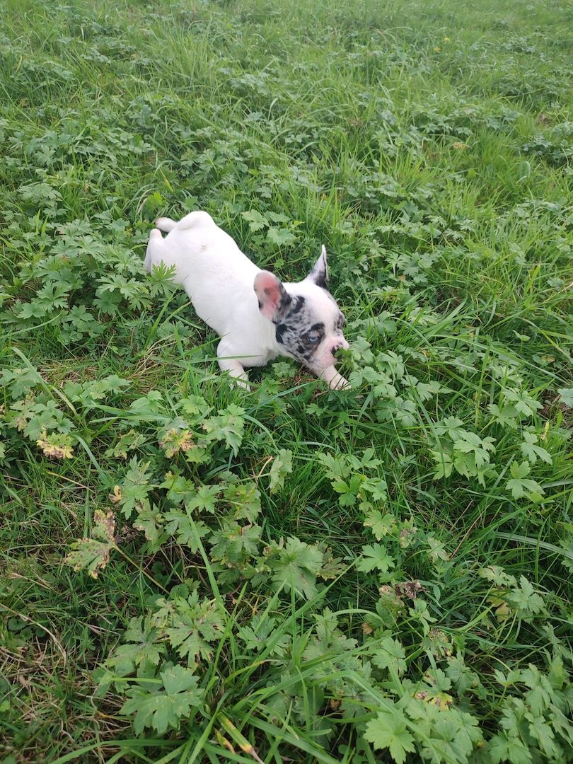 Französische Bulldogge 7 Monate alt
