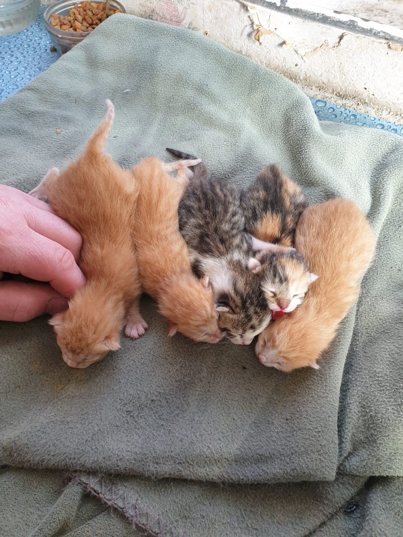 Mischlingskatzenbabys