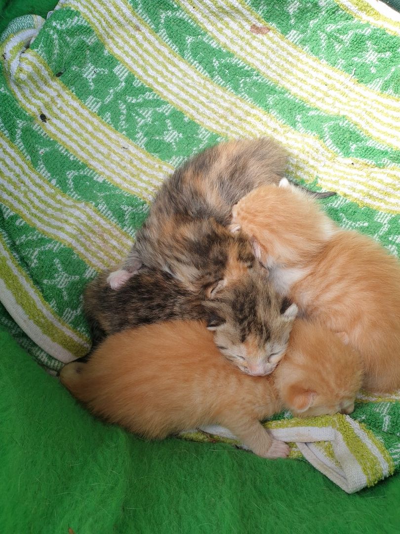 Mischlingskatzenbabys