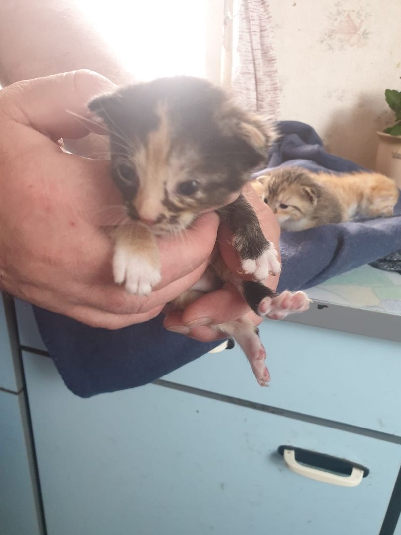 Mischlingskatzenbabys