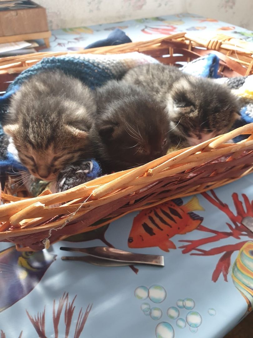 Mischlingskatzenbabys