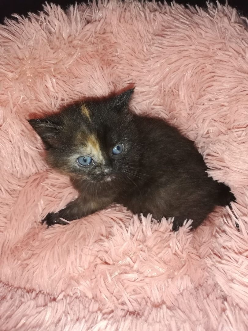 Mischlingskatzenbabys