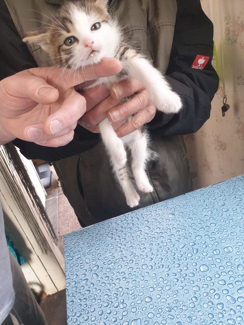 Mischlingskatzenbabys