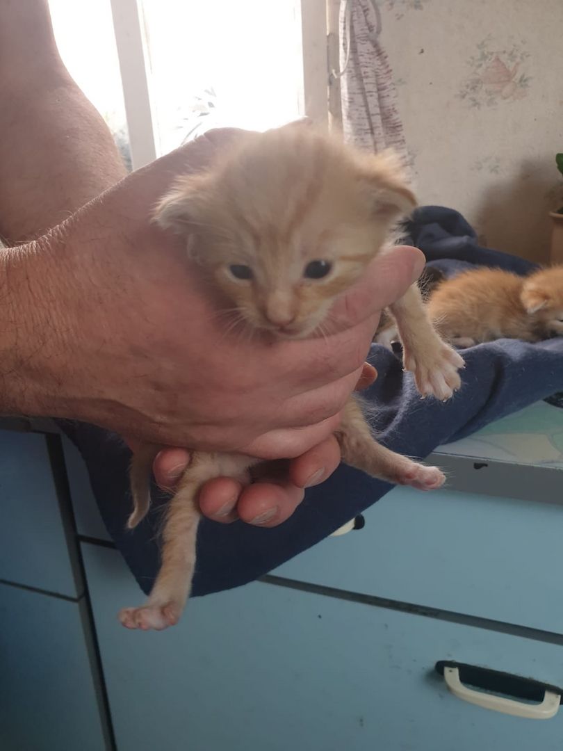 Mischlingskatzenbabys