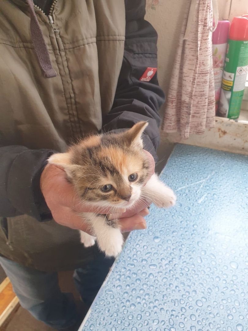 Mischlingskatzenbabys