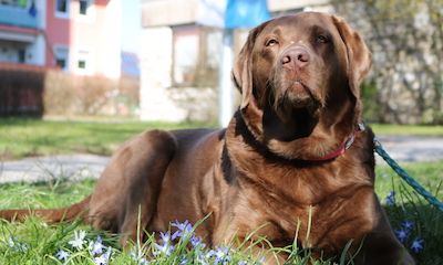 Labrador