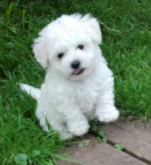 Bichon frise Welpen