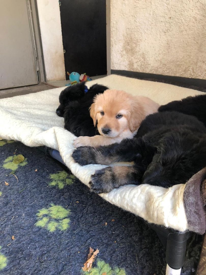 Hovawart-Welpen mit Ahnentafel Hovawart-Welpen mit Ahnentafel