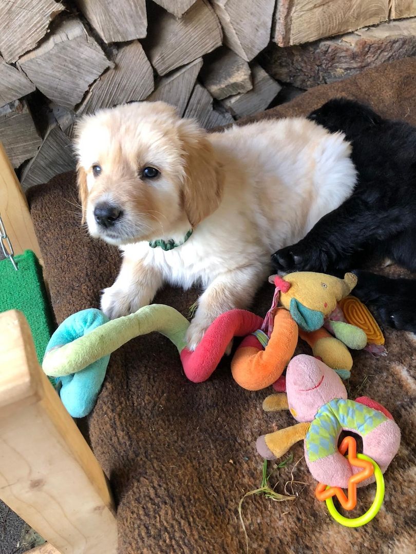 Hovawart-Welpen mit Ahnentafel Hovawart-Welpen mit Ahnentafel