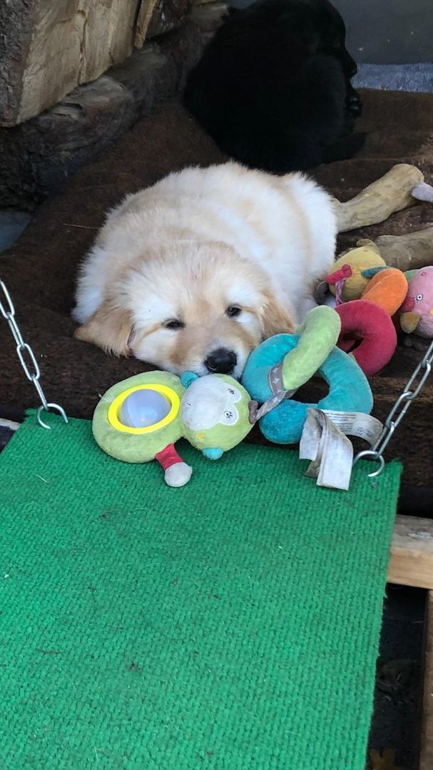 Hovawart-Welpen mit Ahnentafel Hovawart-Welpen mit Ahnentafel