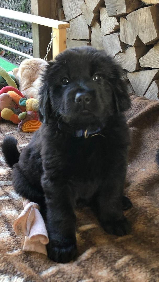 Hovawart-Welpen mit Ahnentafel Hovawart-Welpen mit Ahnentafel