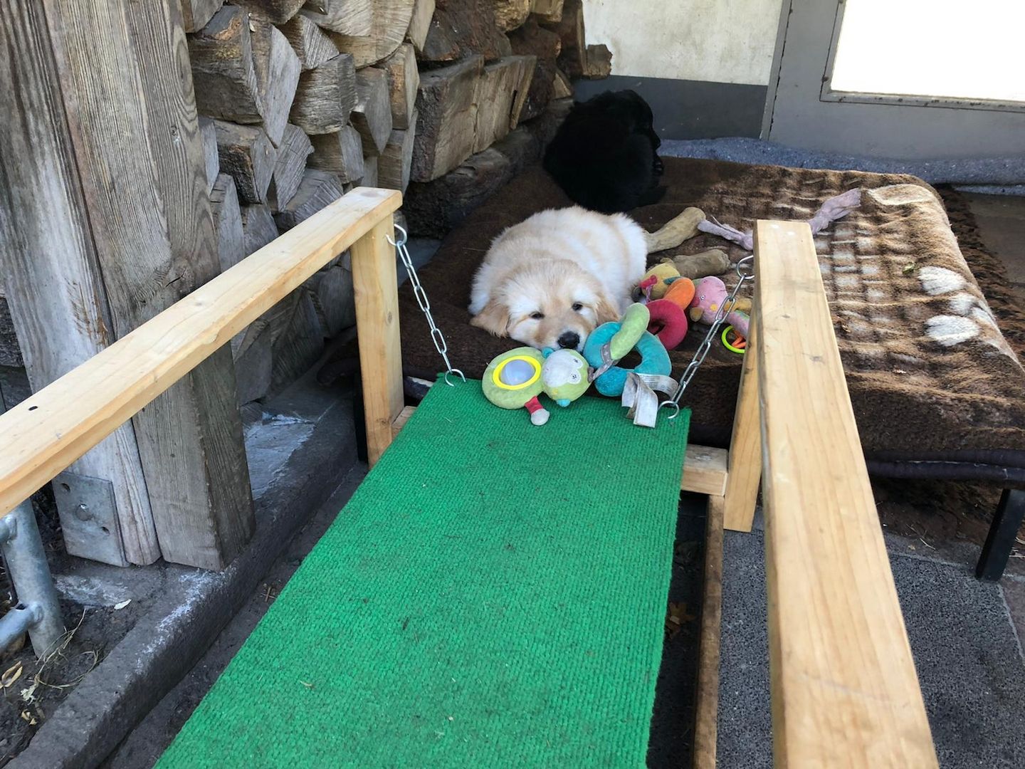 Hovawart-Welpen mit Ahnentafel Hovawart-Welpen mit Ahnentafel