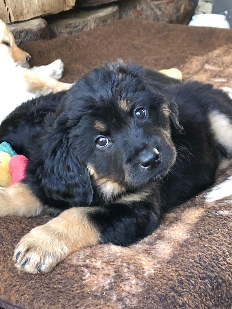 Hovawart-Welpen mit Ahnentafel Hovawart-Welpen mit Ahnentafel