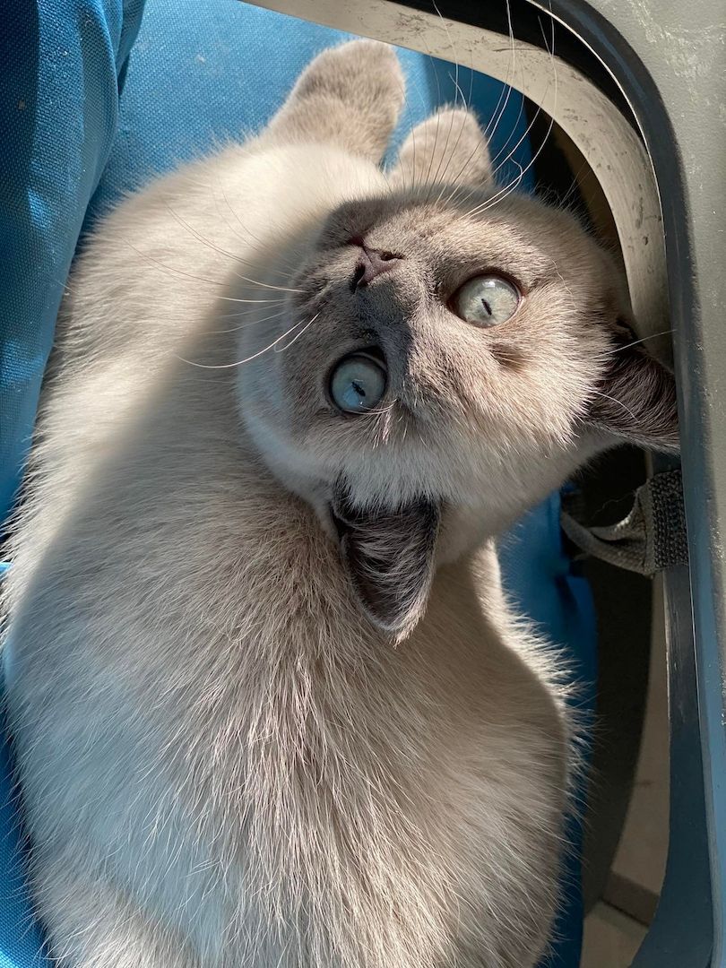 BKH Katzenbaby sucht liebevolles Zuhause