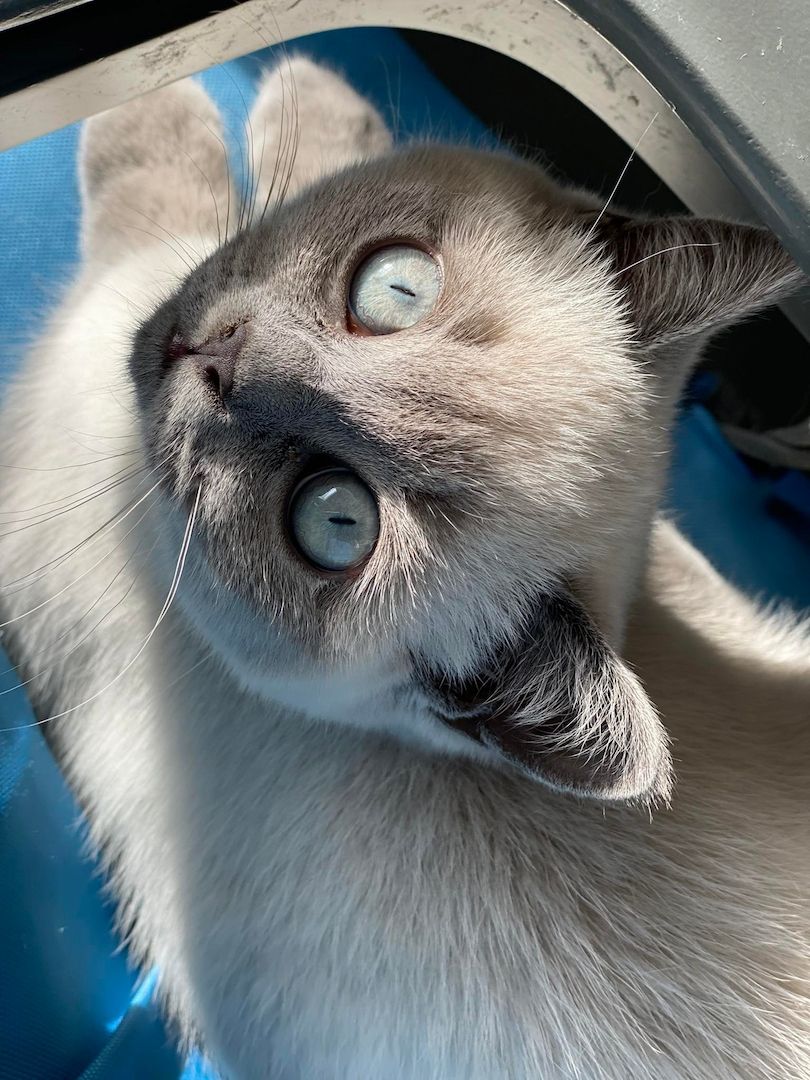 BKH Katzenbaby sucht liebevolles Zuhause