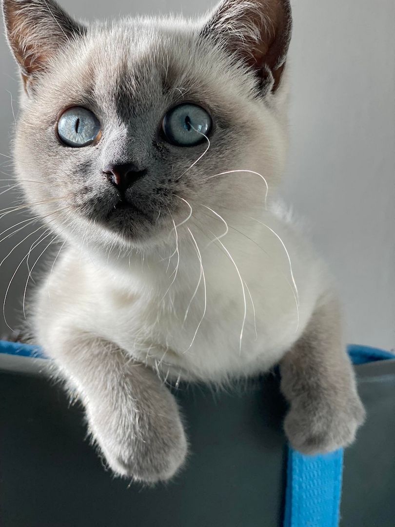 BKH Katzenbaby sucht liebevolles Zuhause