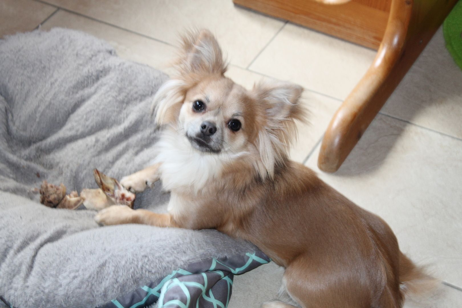 Chihuahua Hündin 13 Monate in gute Hände abzugeben geimpft entwurmt Gesund