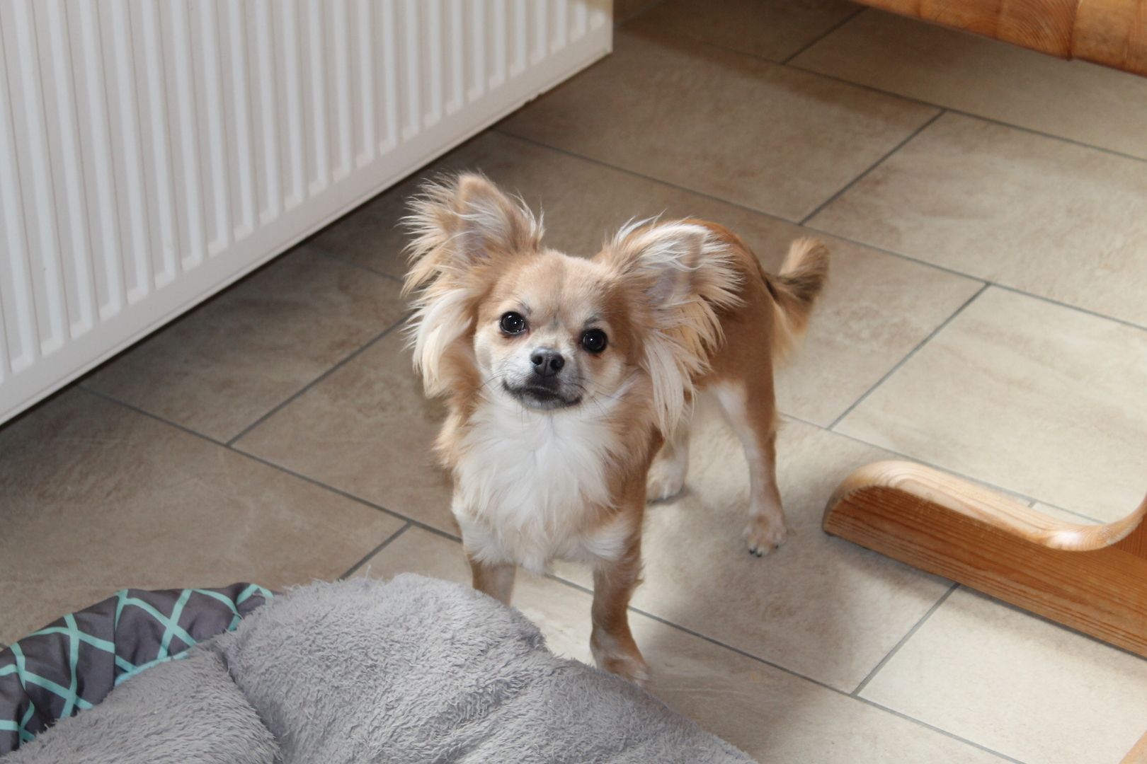 Chihuahua Hündin 13 Monate in gute Hände abzugeben geimpft entwurmt Gesund