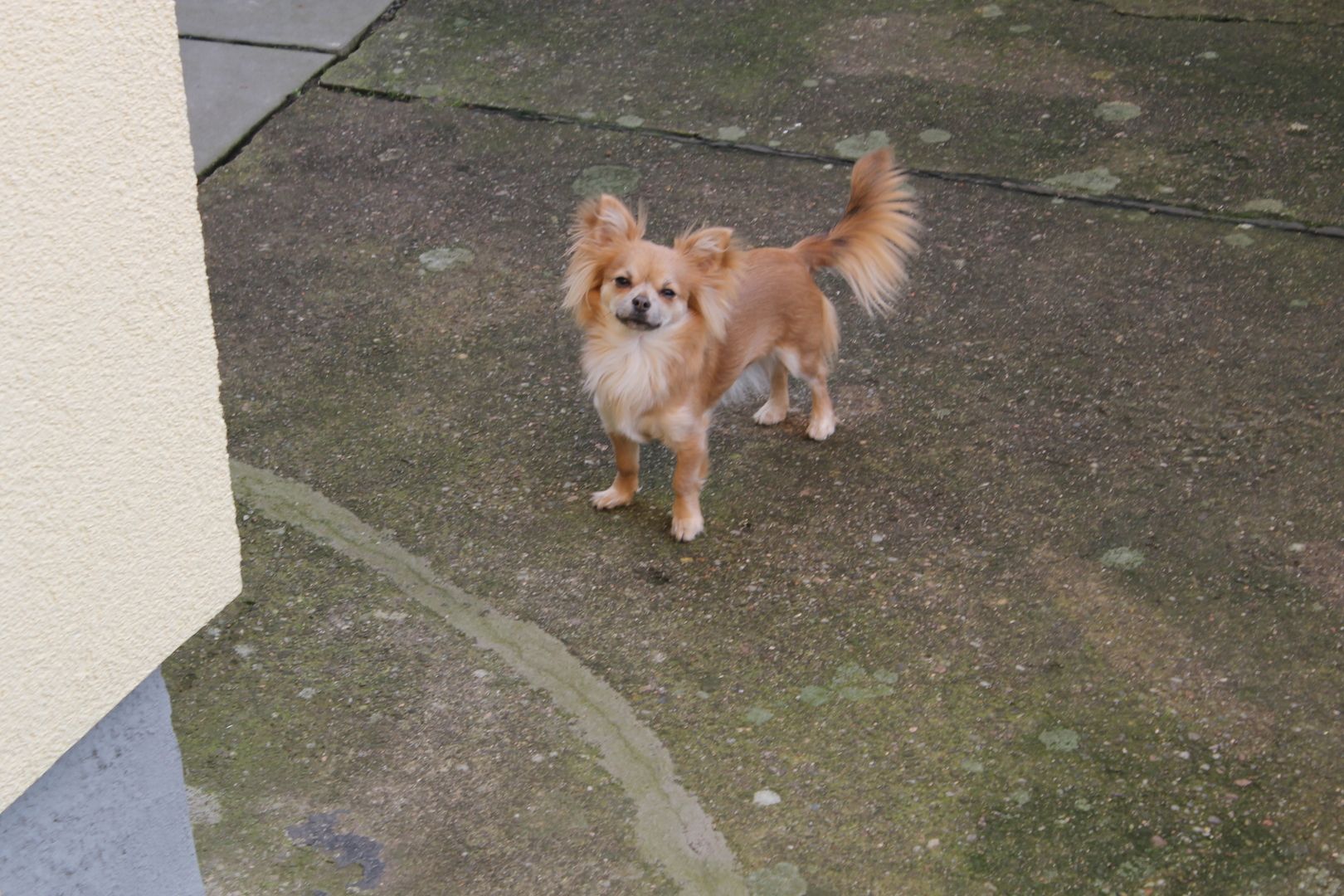 Chihuahua Hündin 13 Monate in gute Hände abzugeben geimpft entwurmt Gesund