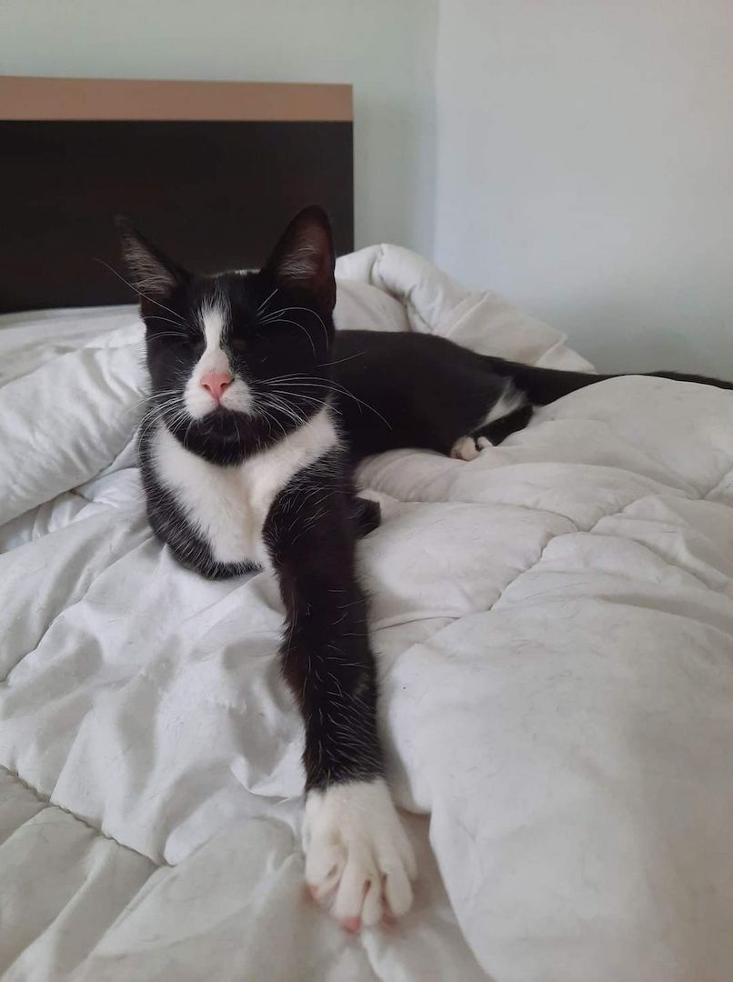 James- Hilfebedürftiges Katerchen James- Hilfebedürftiges Katerchen