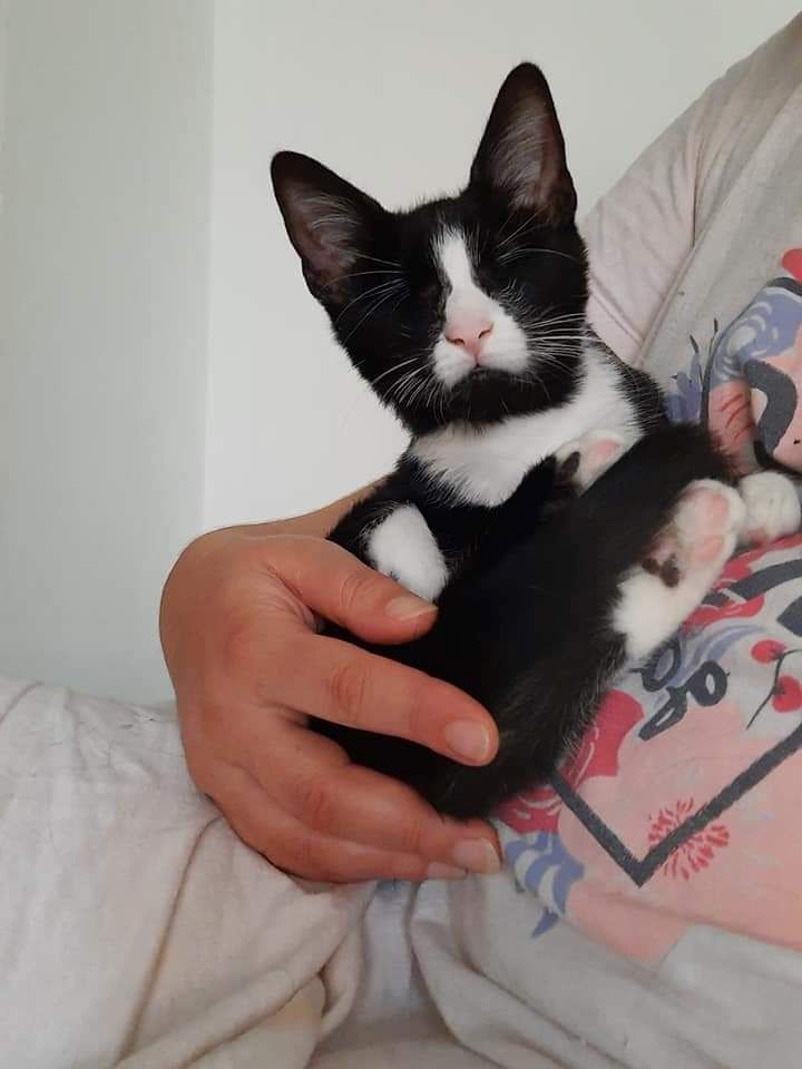 James- Hilfebedürftiges Katerchen James- Hilfebedürftiges Katerchen