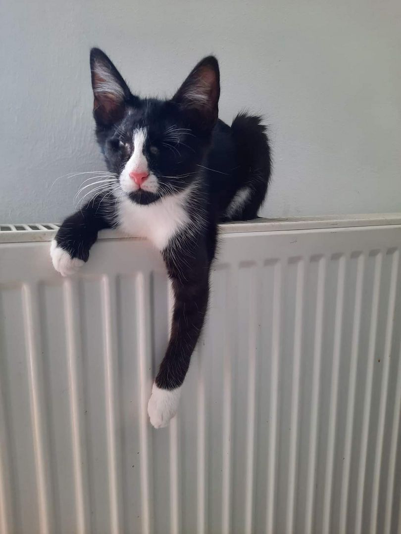 James- Hilfebedürftiges Katerchen James- Hilfebedürftiges Katerchen