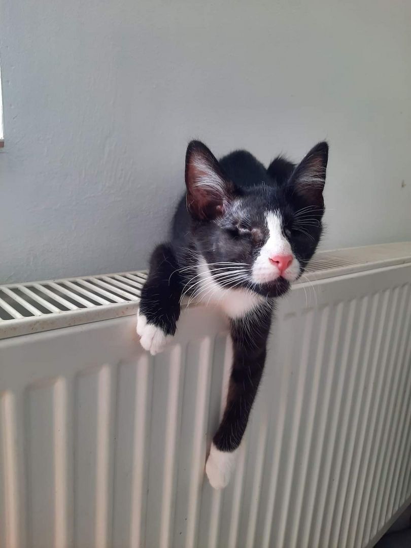 James- Hilfebedürftiges Katerchen James- Hilfebedürftiges Katerchen