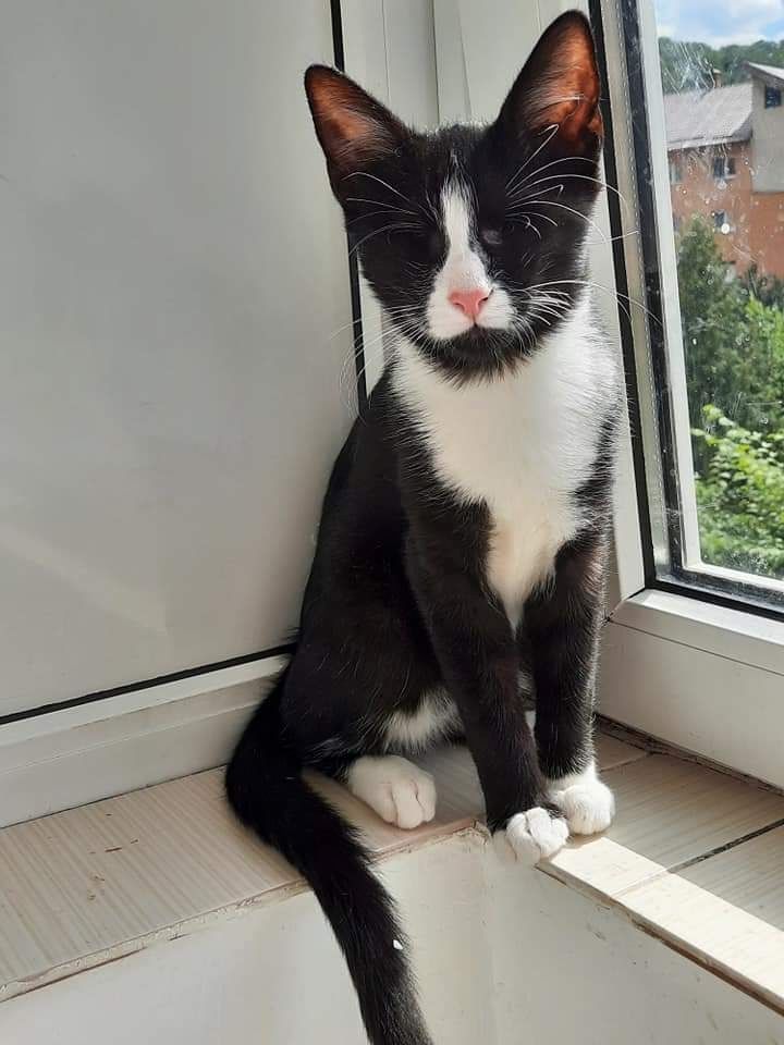 James- Hilfebedürftiges Katerchen James- Hilfebedürftiges Katerchen